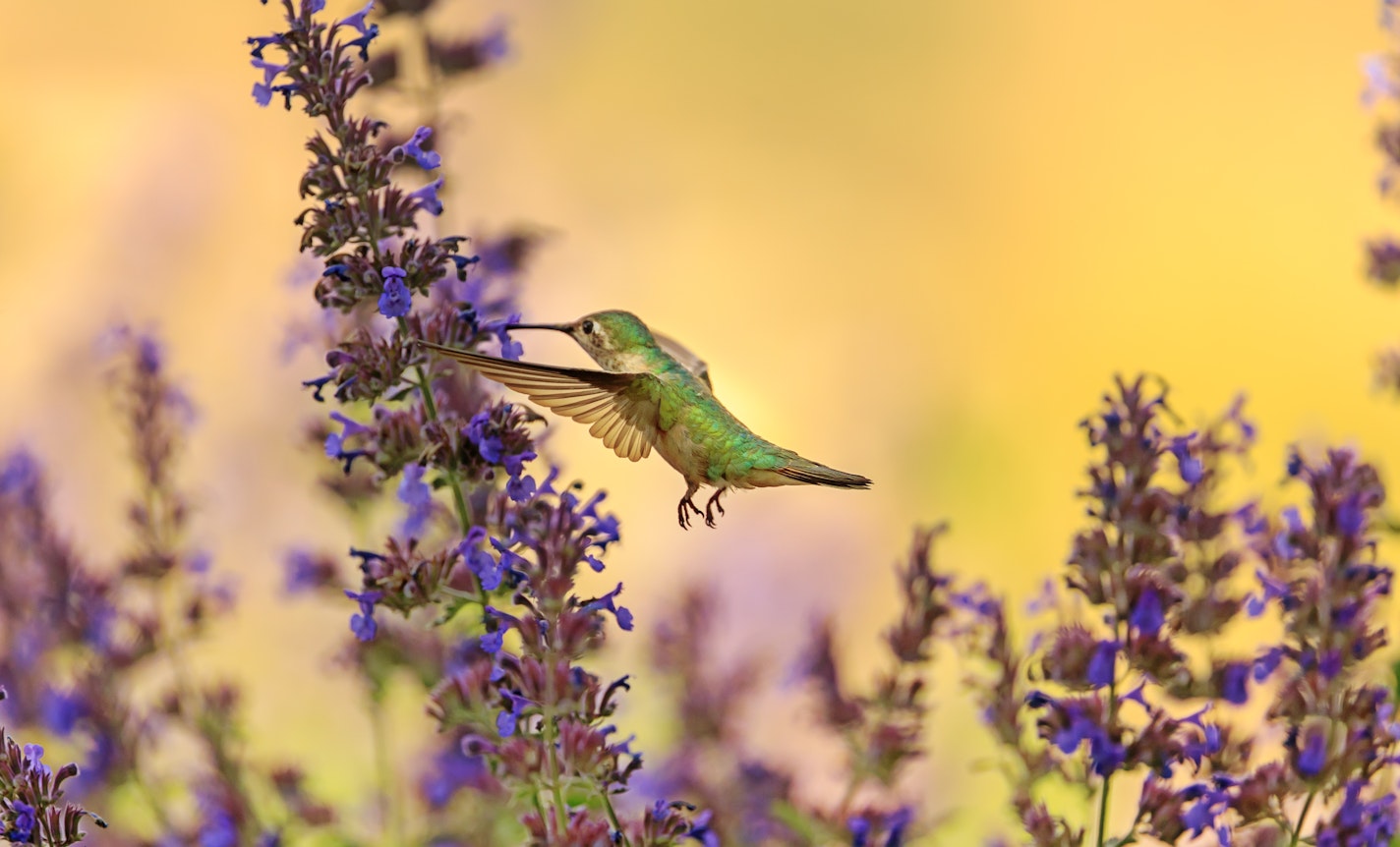 The Whole World is Medicine: A Meditation Retreat