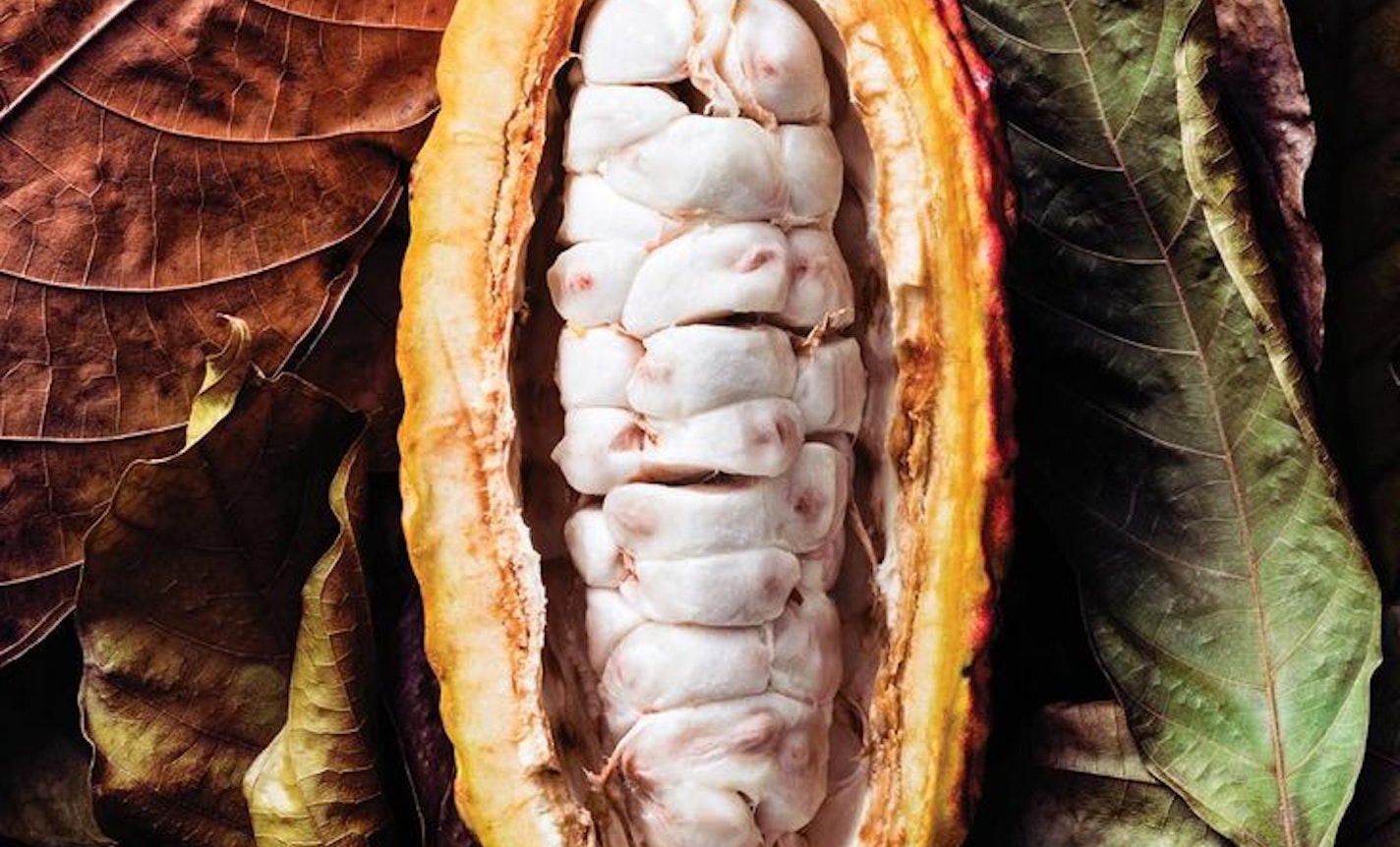 The Anthropology of Death: Cacao, the Elixir of Xibalba