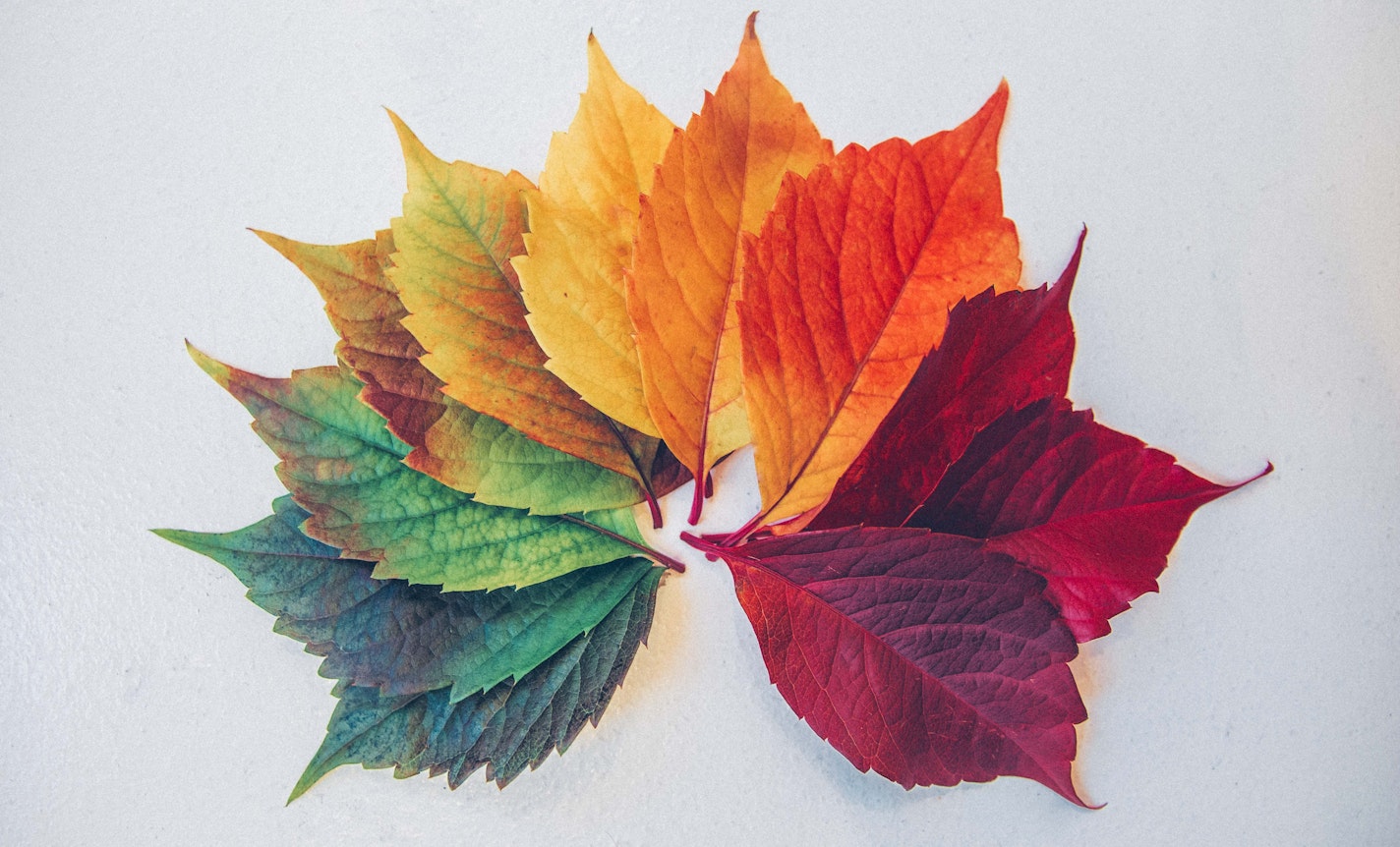 Facing Change: Life's Transitions and Transformations